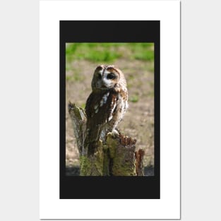 Tawny owl Posters and Art